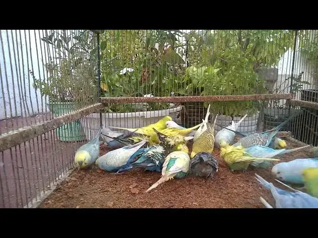 'Video thumbnail for How Did This Budgie Get So Sassy! 😅💁‍♂️'