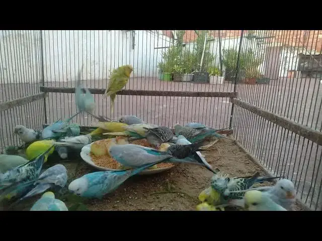'Video thumbnail for 👑 Meet the Most Gorgeous Budgie King & Queen! 💖🐤'