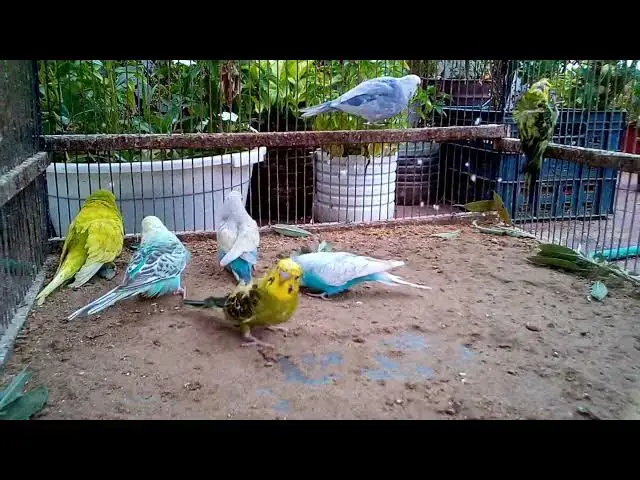 'Video thumbnail for A Day in the Life of Calm Birds 🌞🐦'