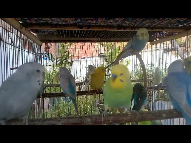 'Video thumbnail for 🎥 A Day in the Life of Beautiful Singing Budgies  Full Experience 🐥🌄'