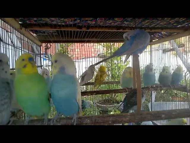 'Video thumbnail for 📹 Real Budgie Moments  Singing, Playing, and Showing Off 🐤🎤'