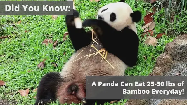 'Video thumbnail for Welcome To Best of Pandas'