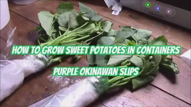 'Video thumbnail for How to Grow Sweet Potatoes in Containers New Purple Okinawan Slips'