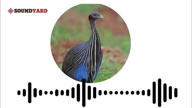 'Video thumbnail for [AUDIOGRAM VERSION] Vulturine Guineafowl Sound, Vulturine Guineafowl Call and Song'