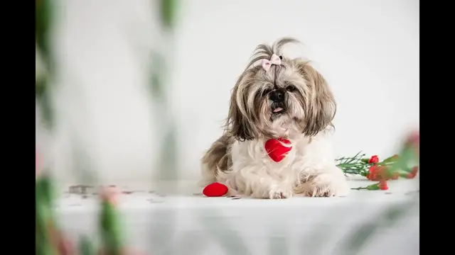 'Video thumbnail for Shih tzu – opis rasy'