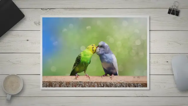 'Video thumbnail for Budgie sounds'