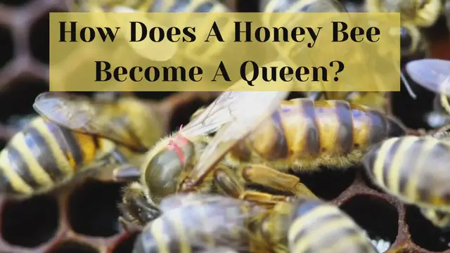'Video thumbnail for How Is A Queen Bee Born '