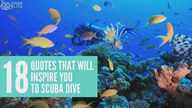 'Video thumbnail for Best diving quotes that will inspire you to scuba dive and love the ocean'