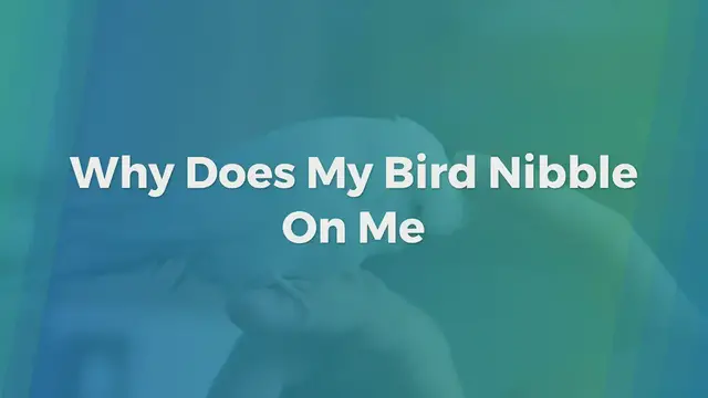 'Video thumbnail for Why Does My Bird Nibble On Me'