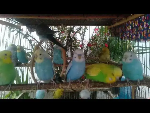 'Video thumbnail for 🎊 Budgie Party – A Colorful Celebration in the Cage 🪺'