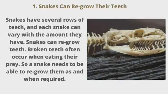 'Video thumbnail for 9 Fascinating Snake Facts THAT WILL BLOW YOUR MIND!'