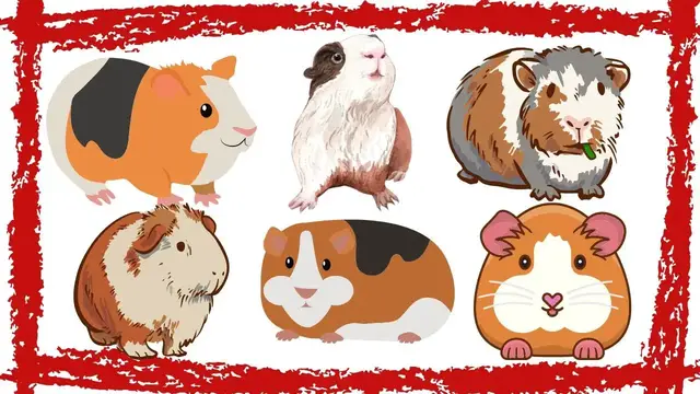 'Video thumbnail for Guinea Pig (Cavia Porcellus) Noises| Guinea Pig Sounds, Squeaking & Screaming | Guinea Pig Video'