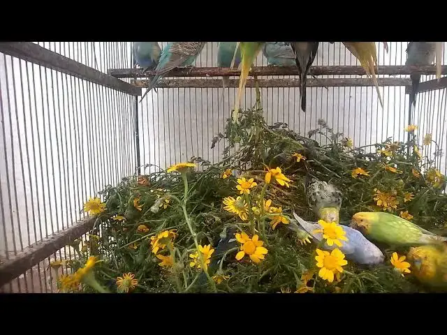'Video thumbnail for Sweet Budgie Songs A Symphony of Happiness! 🎶💚💛✨ #BudgieLife'