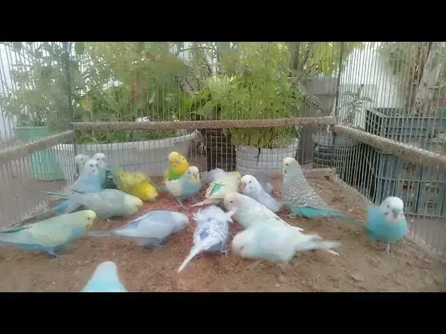 'Video thumbnail for Dancing Budgie Has More Moves Than You! 🕺🤣'