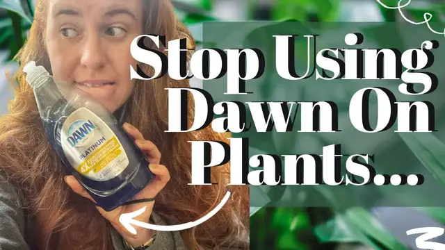 'Video thumbnail for STOP Using Dawn Dish Soap On Your Plants. New Study Shows The Dangers Using Dish Soap To Treat Pests'