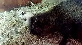 'Video thumbnail for Pearl and Baby May 9, 2010 - Video 1 -- Sheri Ann Richerson ExperimentalHomesteader.com'