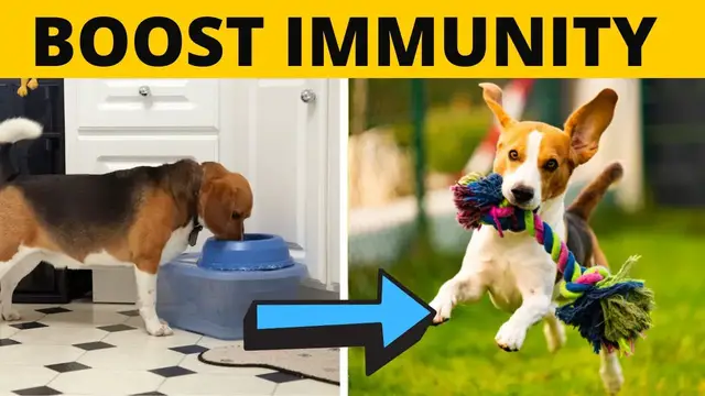 'Video thumbnail for 7 Natural Methods to Strengthen your Beagle’s Immunity'