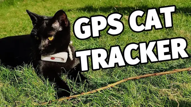 'Video thumbnail for Small GPS cat tracker - Weenect GPS Pet Tracker Review'