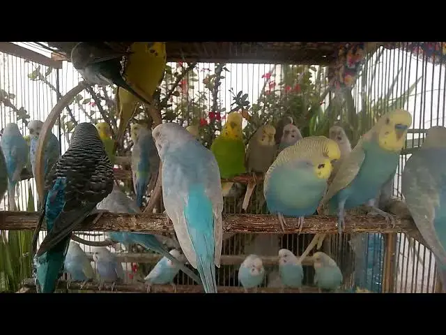 'Video thumbnail for 💎 Rare and Radiant Budgies That Look Like Precious Gems!'