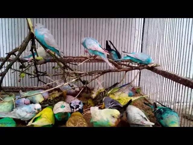 'Video thumbnail for The Sweetest Budgie Sounds Compilation Pure Happiness! 🥰 #Shorts'
