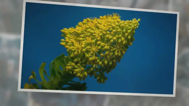 'Video thumbnail for The BEST Ultra Bee Pollen Substitute – Revealed'