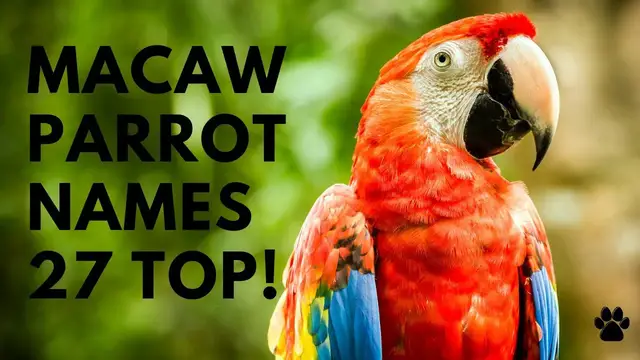 'Video thumbnail for Macaw Parrot Names 27 CUTE & TOP & BEST Ideas'