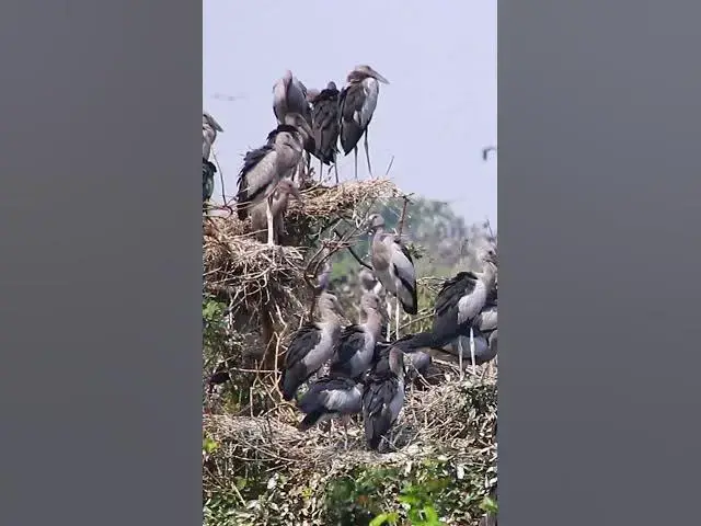 'Video thumbnail for Wild bird & Nest a lot birs EP 31 #birds #nestbird #birdalot #birdfeed #birdeat'