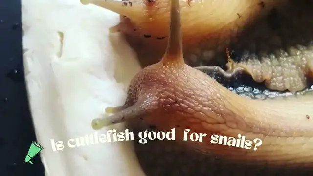 'Video thumbnail for Is Cuttlefish Good for Snails? (Here is the Answer)'