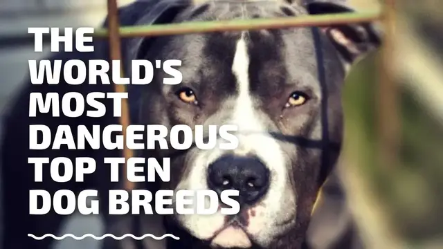 'Video thumbnail for The World's Most Dangerous Top Ten Dog Breeds'