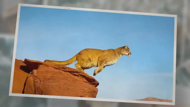 'Video thumbnail for Do Mountain Lions Attack People? Read This!'