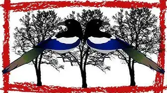'Video thumbnail for 5 Minutes Black-Billed Magpie Call/Sound/Song'