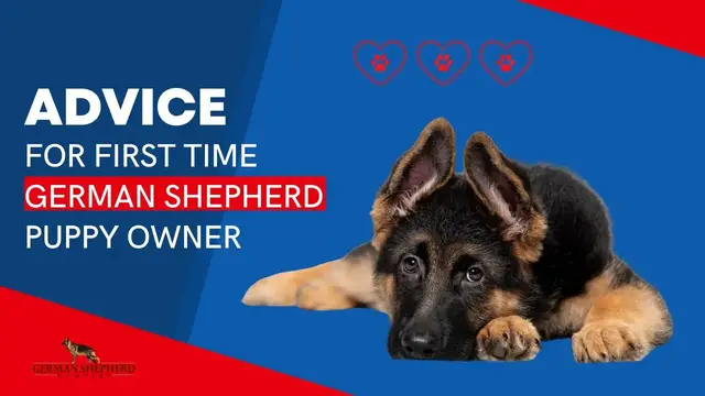 'Video thumbnail for Advice for First Time German Shepherd Puppy Owner'