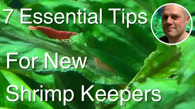 'Video thumbnail for What You MUST Know Before Starting a Shrimp Tank ?'