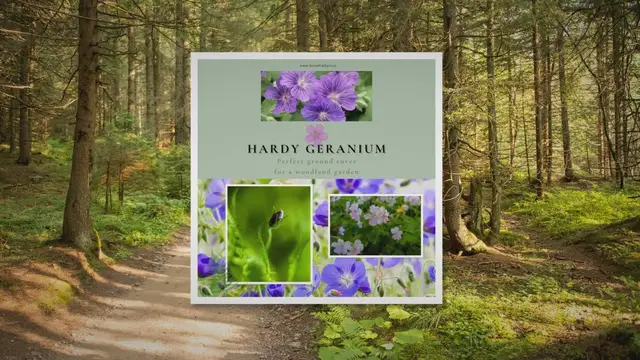 'Video thumbnail for Can hardy geraniums be used as a ground cover?'