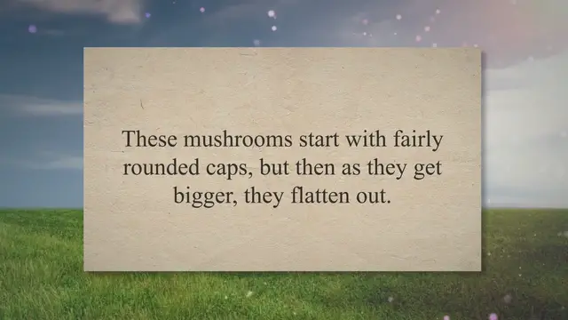 'Video thumbnail for Mushrooms Toxic to Dogs'