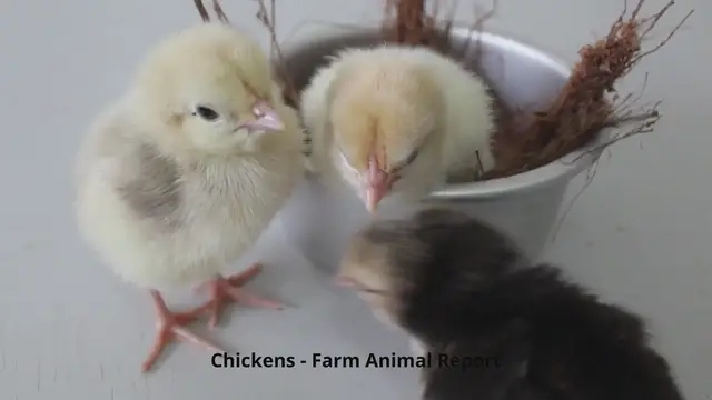 'Video thumbnail for Baby Chickens'