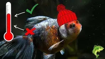 'Video thumbnail for Can Goldfish Live in Warm Water? WHAT IS THE IDEAL TEMPERATURE FOR FANCY GOLDFISH?'