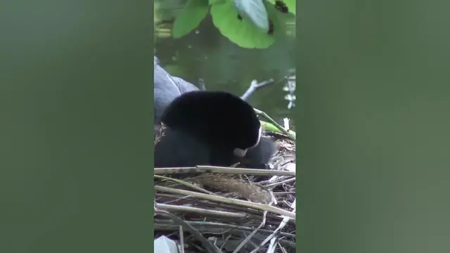 'Video thumbnail for Coot Mother Tendering Its Young Chick'