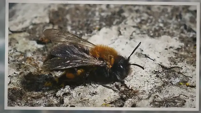 'Video thumbnail for Bees Left Behind After A Swarm'
