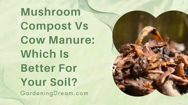 'Video thumbnail for Mushroom Compost Vs Cow Manure Which Is Better For Your Soil'