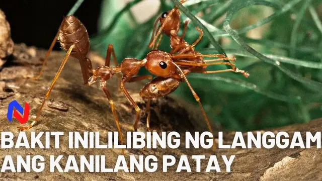 'Video thumbnail for BAKIT INILILIBING NG LANGGAM ANG KANILANG PATAY?'