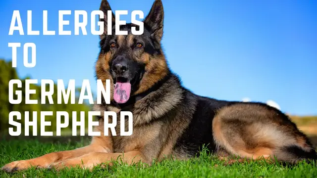 'Video thumbnail for Allergies to German Shepherds '