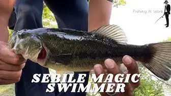 'Video thumbnail for Sebile Magic Swimmer - Largemouth Bass Action'