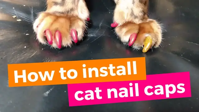 'Video thumbnail for How to install cat nail caps'