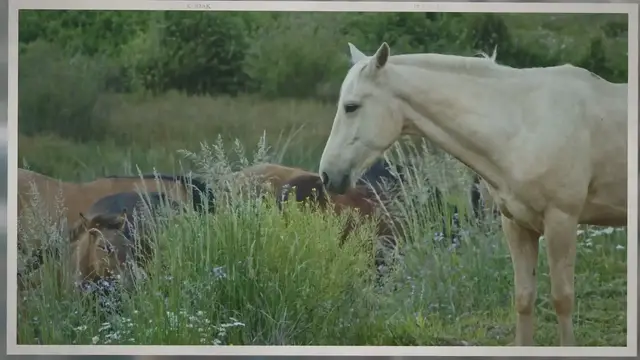 'Video thumbnail for Potomac Horse Fever Symptoms, Diagnosis, And Treatment'