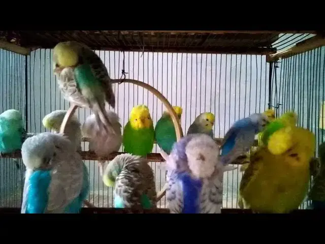 'Video thumbnail for Budgies That Make You Forget Your Stress 😌🌿  Visual + Audio'