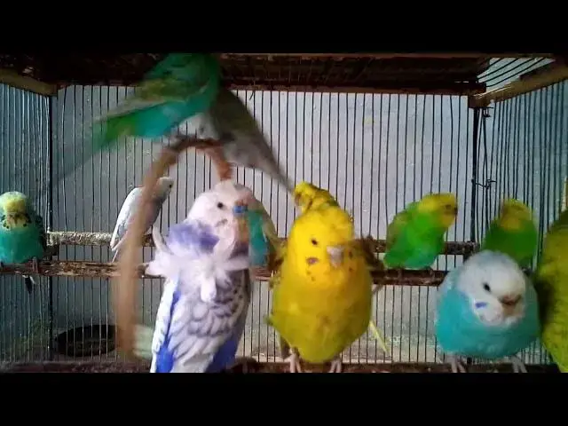 'Video thumbnail for You Won’t Believe These Budgie Sounds Exist 🔊🐦  So Satisfying!'