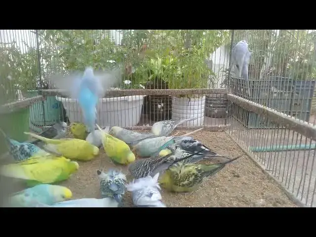 'Video thumbnail for Peaceful Budgies in Paradise 🕊️'