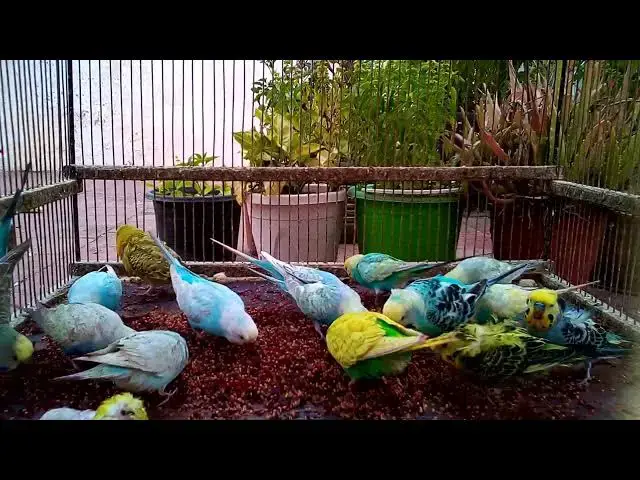 'Video thumbnail for 🏷️ Sell Out Success Marketing Strategies for Mutated Budgies! 💻🤑'