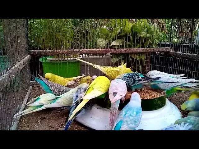 'Video thumbnail for Stunning Budgie Colors You’ve Never Seen Before 🎨🐥'